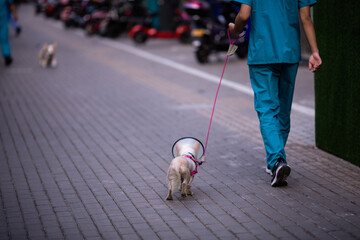 Veterinarian walking with dog near veterinary clinic. Animal care concept. Veterinary Services