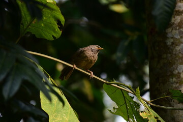 Jungle Babbler on a branch