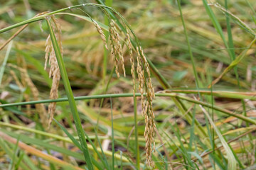 Yellow rice grains in the field.