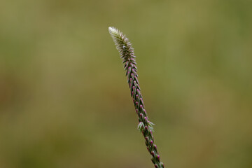 Grass flowers in the forest