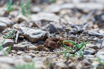 Even-fingered gecko genus Alcophyllex or squeaky gecko in wild nature