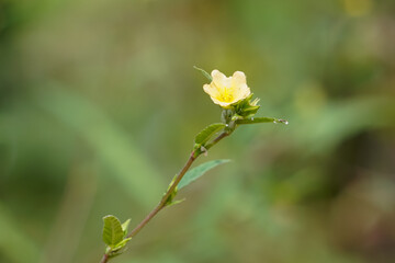 Small yellow flowers blooming in the forest.