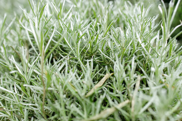 Fresh Rosemary Herb grow outdoor. Rosemary leaves Close-up.