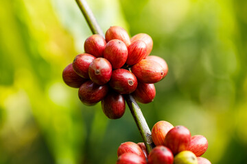 Robusta Coffee beans ripening on tree in North of thailand