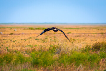 Flight of Steppe eagle or Aquila nipalensis