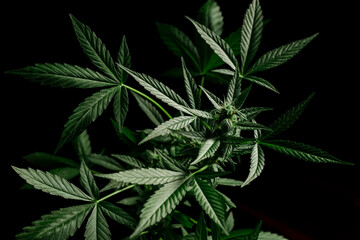 cannabis on a dark background