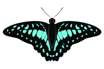 butterfly Graphium Doson isolated on white