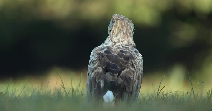 White tailed eagle is resting in a field
