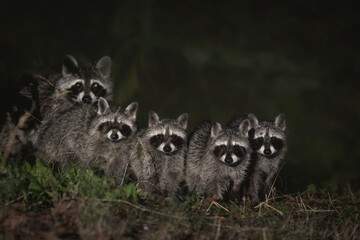 Waschbären in der Nacht © Marc Scharping