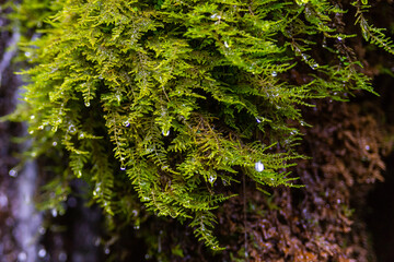 Ecology and nature. The source of clean drinking spring water among stone rocks and moist fresh green moss