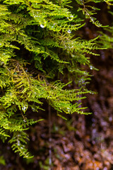 Ecology and nature. The source of clean drinking spring water among stone rocks and moist fresh green moss