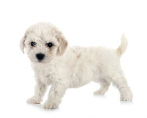 Bichon Frise in studio