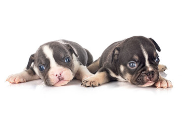 Obraz premium puppies french bulldog