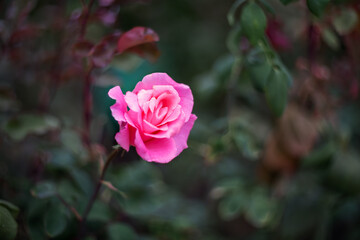 pink rose
