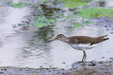 Green sandpiper or Tringa ochropus