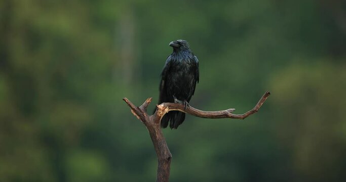 Raven resting on a branch