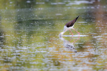 Black-winged Stilt feeding at eye level in natural pond