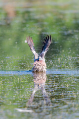 Wild Wood pigeon or Columba palumbus in water of pond