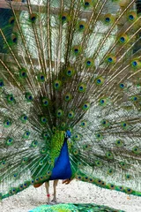 Fotobehang Close up male peacock with fully unfolded feathers of his tail © rostovdriver