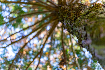 autumn leaves on a tree, kyushu, japan