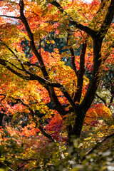 autumn leaves on a tree, kyushu, japan
