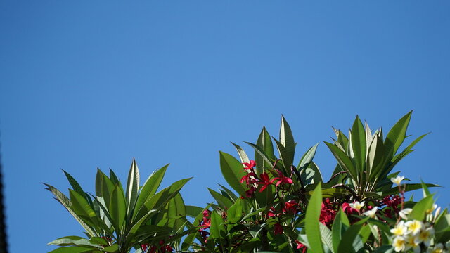 Frangipani tree tops with red and white flowers
