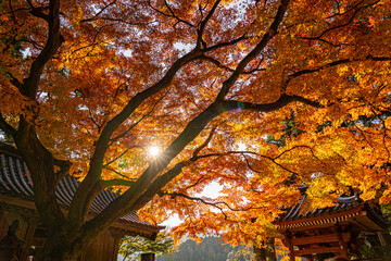 autumn leaves in the temple, Zenkoji, Japan