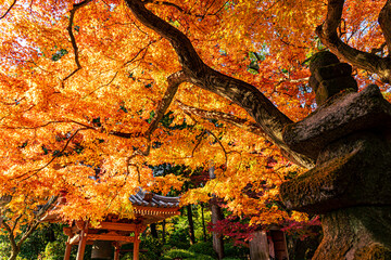 autumn leaves in the temple, Zenkoji, Japan