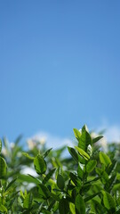 Obraz premium Green leaves, perfect for the background