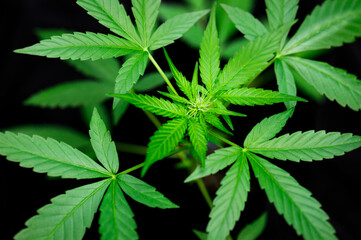 Cannabis marijuana flower from seed