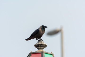 A black crow perching on the top of streetlight in the  Abu Dhabi, United Arab Emirates