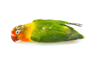 Parrot lovebird dead on white background