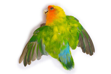 Obraz premium Parrot lovebird dead on white background