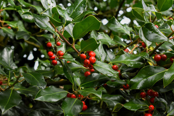 Primer plano de ramas de un arbusto de acebo con frutos rojos maduros y hojas de color verde intenso con gotas de agua después de la lluvia. 