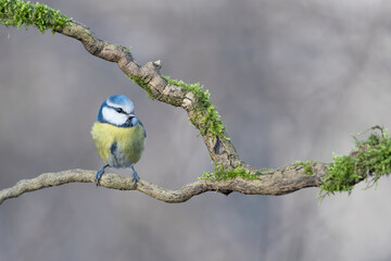 Portrait of Blue tit perched on branch (Cyanistes caeruleus)
