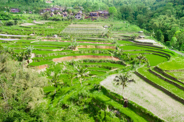 Aerial view of green rice fields on terraced ground