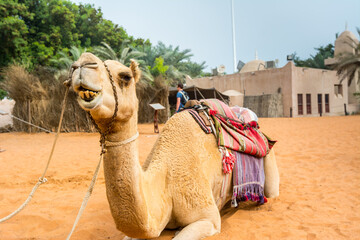 A Camel for the tourist riding in the Heritage folk village in Abu Dhabi, United Arab Emirates.