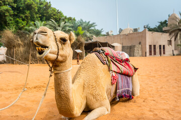 A Camel for the tourist riding in the Heritage folk village in Abu Dhabi, United Arab Emirates.