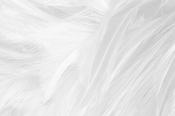 Beautiful white feather pattern texture background