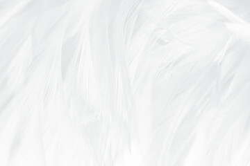 white feather wooly pattern texture background