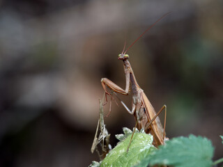 Close-up of a praying mantis (Mantis religiosa)