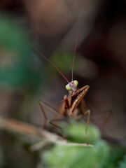 Close-up of a praying mantis (Mantis religiosa) cleaning its leg