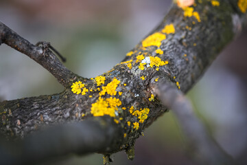 Golden Lichen on fruit tree, garden disease, Xanthoria parietina name lichen, Lichen on tree bark and branches