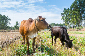 Obraz premium A mother and a baby Chinese yellow cow eating grass in the Chinese countryside.