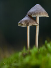 Two mushrooms (Mycena abramsii) on moss in the forest, Germany
