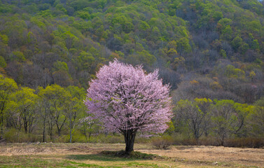裏磐梯北塩原村の一本桜（オオヤマザクラ）と新緑