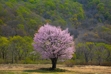 裏磐梯北塩原村の一本桜（オオヤマザクラ）と新緑
