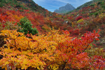 安達太良山（日本）の紅葉