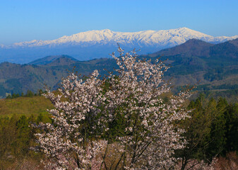 桜峠のオオヤマザクラと飯豊連峰(朝日連峰)のコラボ