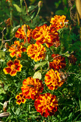Red-orange flowers of calendula in the garden in autumn.